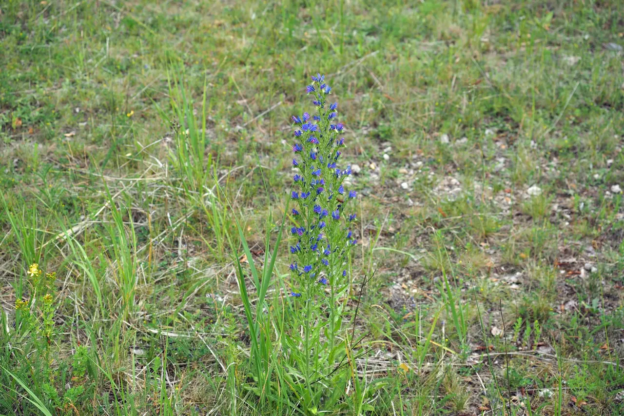 Naturschutzgebiet Gohrischheide und Elbniederterrasse Zeithain