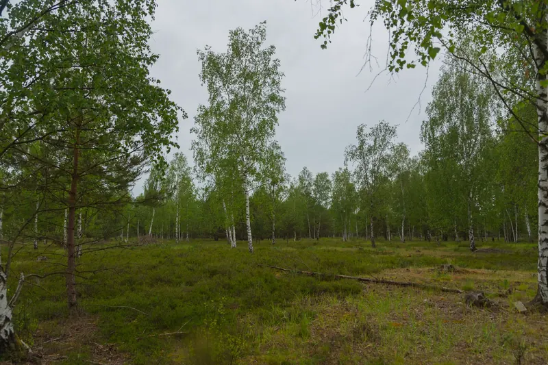 Wildnisgebiet Königsbrücker Heide