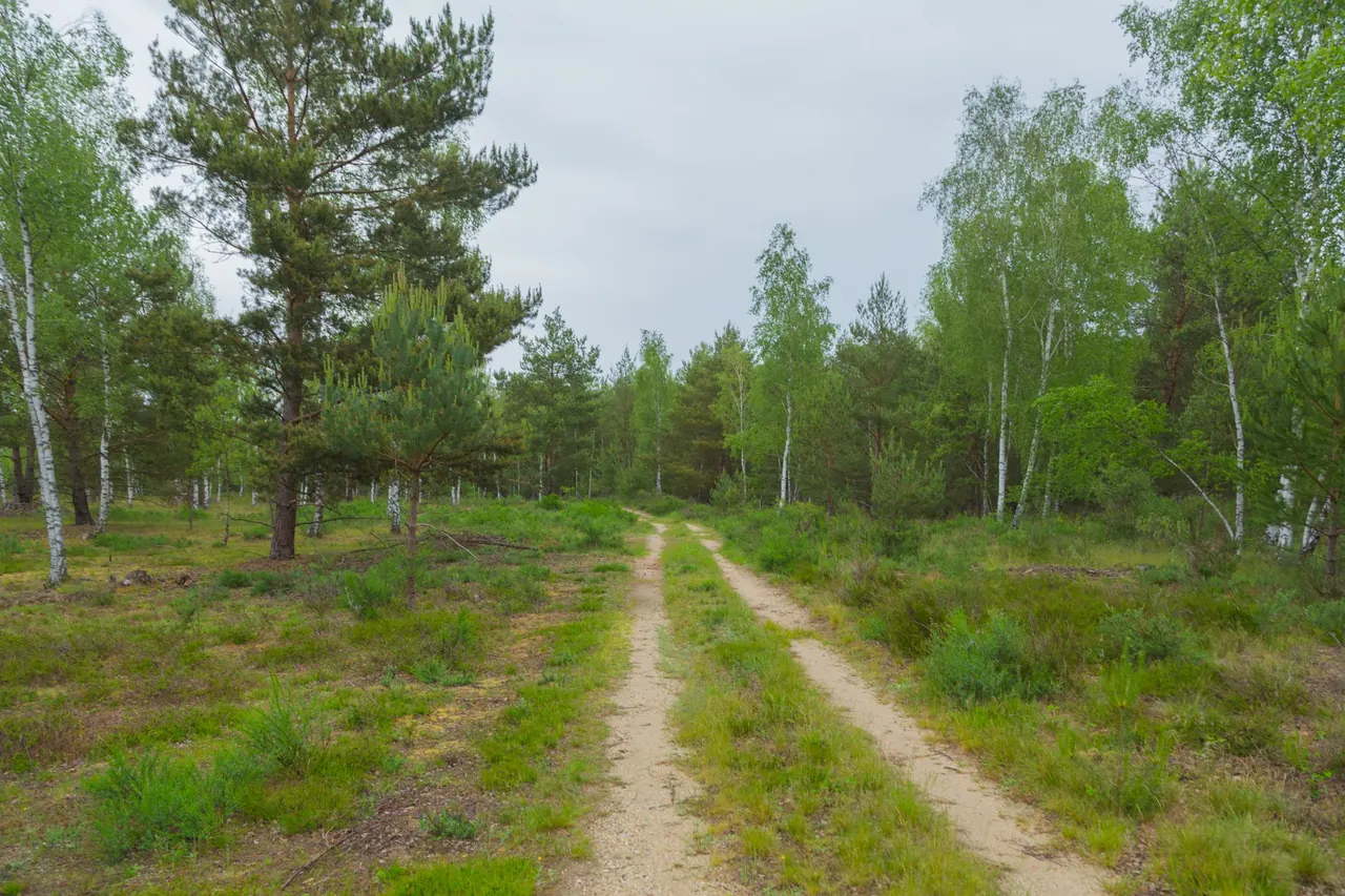 Heathland landscape